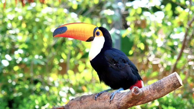 Exotic toco toucan bird in natural setting and looking, 4k movie, slow motion.