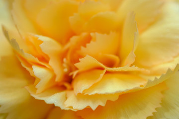 Bright and juicy yellow carnation flower close up