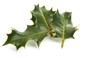Christmas holly isolated