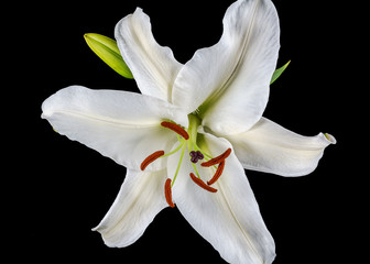 Single White Day Lily Isolated on Black Background