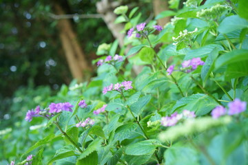 長谷寺の植物、花、紫陽花