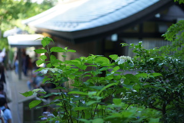 Naklejka na ściany i meble 長谷寺の植物、花、紫陽花