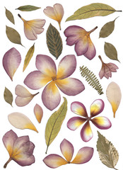 Pressed purple frangipani flowers