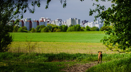 dog walking in the park