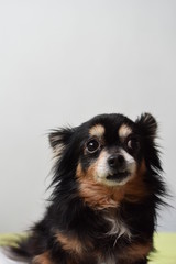 Retrato Chihuahua de pelo largo.