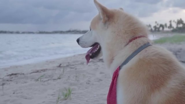 Slow Motion: A Happy White Huskey Looks Off Toward Shoreline - Rio de Janeiro, Brazil