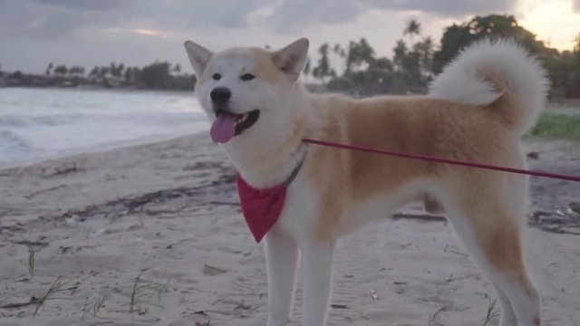 Slow Motion: Pan Captures Closeup of Siberian Huskey - Rio de Janeiro, Brazil