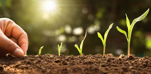 Foto op Plexiglas Tuin met de hand maïszaad van merg planten in de moestuin met zonneschijn