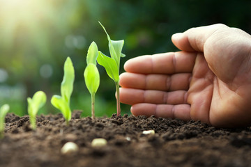 hand protection young corn plant in farm. agriculture concept