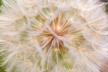Spring outdoor, blooming white dandelion close-up