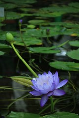 神戸どうぶつ王国の睡蓮