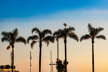 palm trees at sunset