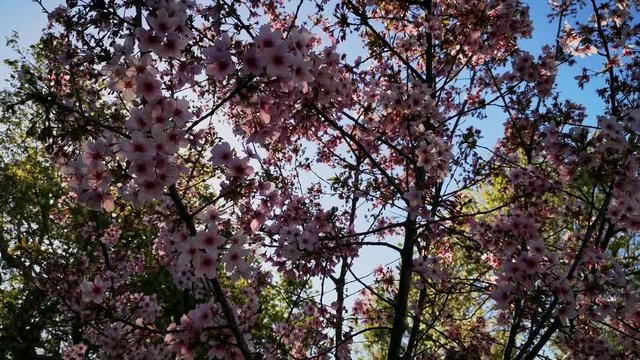 Super cherry blossom at Peter F. Schabarum Regional Park, Hacienda Heights