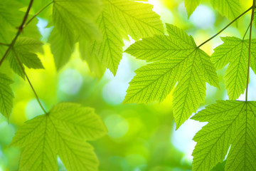 Green spring leaf of maple