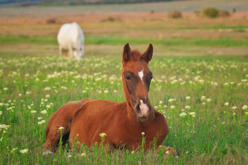 Naklejka na ściany i meble Young horse on the green meadow.