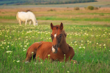 Naklejka na ściany i meble Young horse on the green meadow.