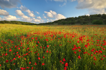 Spring meadow of poppies.