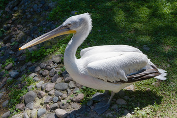 great white pelican