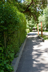 hedge by the sidewalk