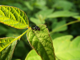 クワハムシ leaf beetle