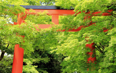 京都神社の青紅葉の中の鳥居