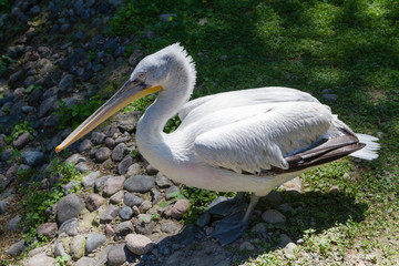 big pelican near the water