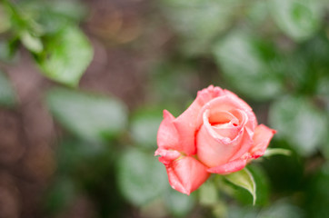 Closeup of a pink rose after a rain storm with shallow depth of field.