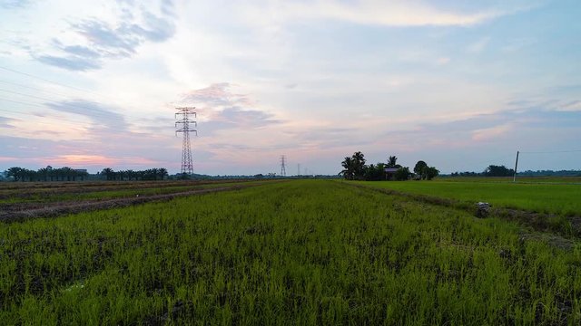 Time Lapse Of Paddy Field During Beautiful Sunset.HD.