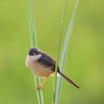 Cute little Bird