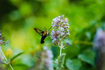 butterfly on a flower