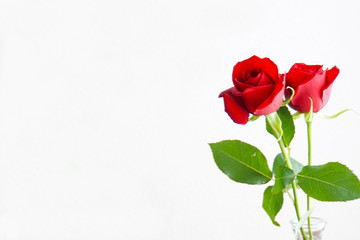 2本の赤い薔薇の花