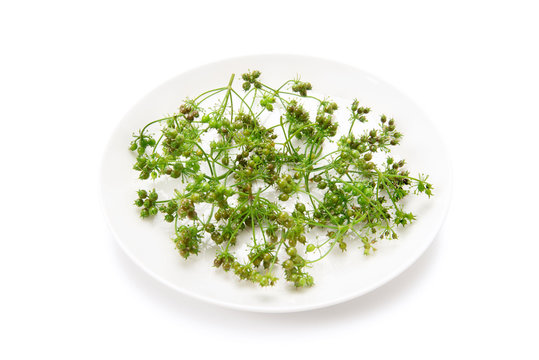 16 最適な カメムシソウ 画像 ストック写真 ベクター Adobe Stock