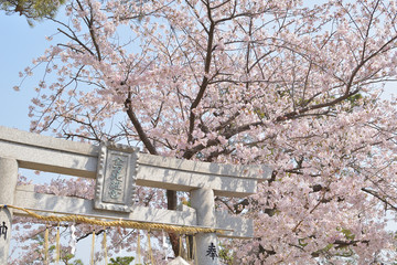 神社の桜