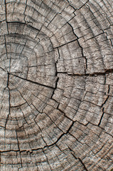 Fototapeta premium Tree cut log surface closeup as wooden background