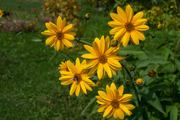 Doronicum yellow garden flowers closeup as floral background