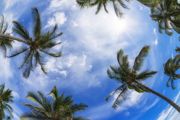 Palm tree tops against blue sky and white clouds on a sunny day