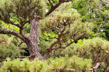 Fototapeta na wymiar bonsai tree in the park