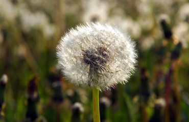 A dandelion seed heads