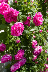 Fototapeta premium big bush blooming tea rose