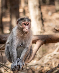 Monkey isolated with blurred forest background