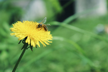 dandelion and bee