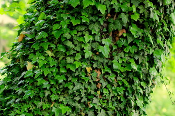 Ivy on the tree