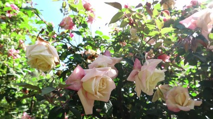 Close up shot of beautiful rose blossom in a garden