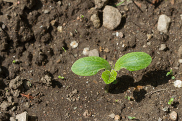 young pumpkin shoot