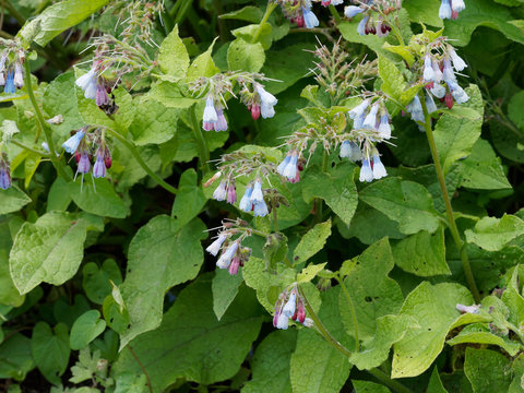 Symphytum asperum - Parterre de consoude rude ou hérissée à fleurs rose foncé au bleu cobalt