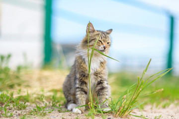 Naklejka na ściany i meble The cat on the field plays with the grass.