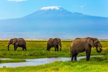 Keuken foto achterwand Kilimanjaro Afrikaanse olifanten op de Kilimanjaro