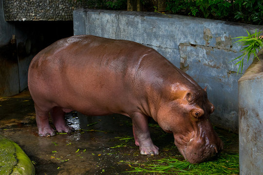 The common hippopotamus eating a fresh grasses.(Hippopotamus amphibius).