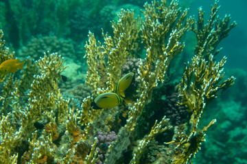 sea fish near coral, underwater