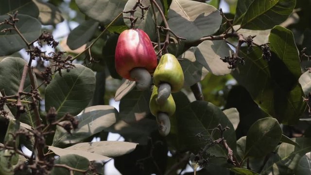 cashew fruit hanging on a tree in the garden. three fruits of different colors. cashew plantations in Vietnam.